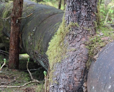 a large pipe pipe sitting in the middle of a forest