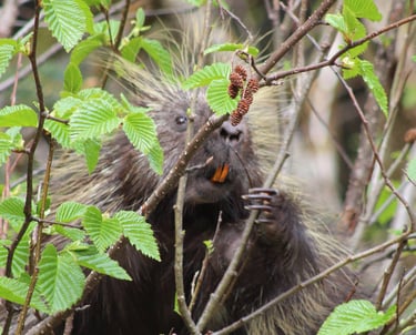 a porcupy porh porh porh porh porh porh