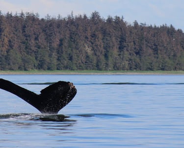 a whale tail fin in alaska
