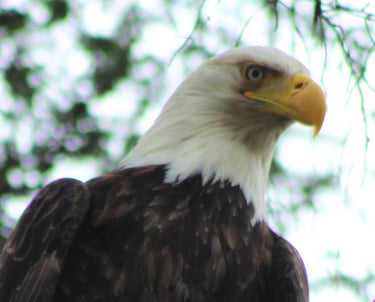 a bald eagle sitting on a tree branch