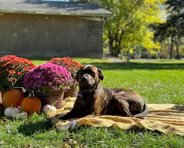 Dog containment system