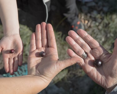 Three people holding fresh, ripe black olives in their open palms during a traditional olive harvest.