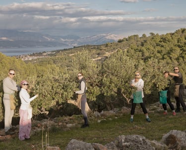 A group of people harvesting olives manually from trees on a Mediterranean hillside overlooking the sea.