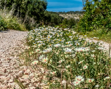 White wild daisies blooming along a sunny gravel path in a Mediterranean landscape.