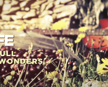 Acoustic guitar and black olives outdoors with yellow wildflowers and motivational text.