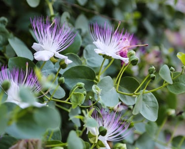 Purple and white caper bush flowers blooming with green leaves and buds in a Mediterranean garden.