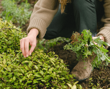 A person harvests fresh green herbs and plants by hand in a lush organic garden.