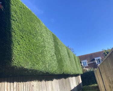 conifer hedge after picture hartlepool