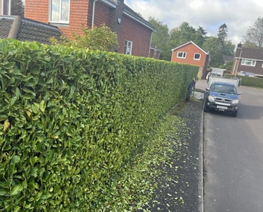 laurel hedge trimmed in hartlepool