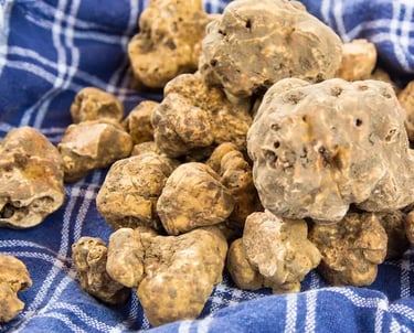 White truffle from Alba in Piedmont, Italy, gourmet delicacy famous for luxury cuisine