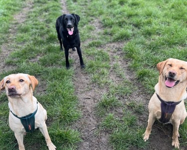 3 labradors at Birstwith Barkyard doggy daycare in harrogate