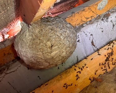 Entreprise destruction nid de guêpes à Valence