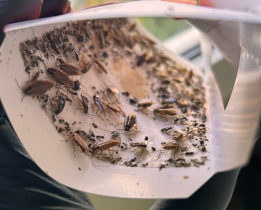 Société de désinsectisation et traitement contre les cafards à Valence