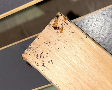 Société traitement des punaises de lit à Valence