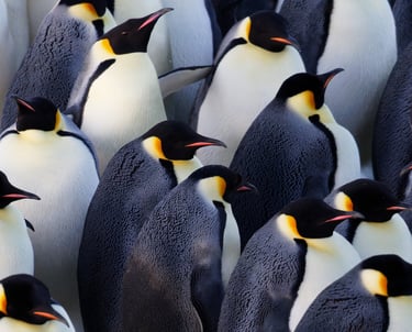 © Valentin GUILLET - Institut polaire français - TA73