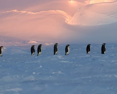 © Valentin GUILLET - Institut polaire français - TA73