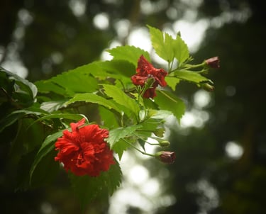 Red flower closeup. Mature majors flower