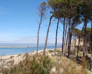 pins des landes pycnogenol