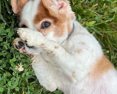 a dog is playing with a toy in the grass