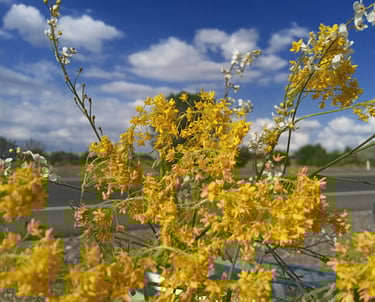 Wild Golden Buttercup Flowers