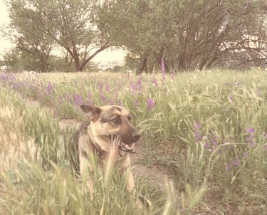 The dog that follow us to every corner