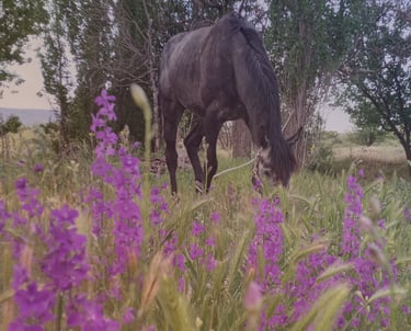 Horse and the Nature