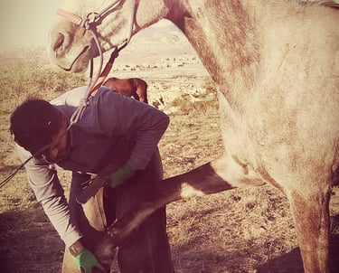 Horse Shoe Changing