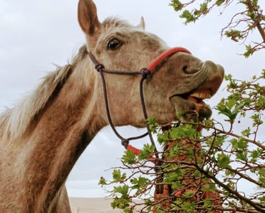 Laughing Horse