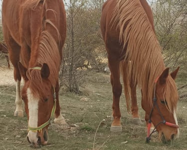 The horses are out of reins