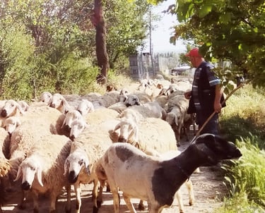 The man with Sheeps