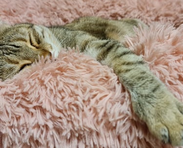 chat de laou
