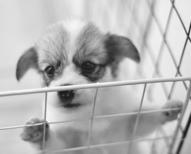 attivismo vegano non comprare adotta 