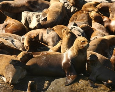 Fotografía: Juan Ernesto Jaeger - Imagen de Chile