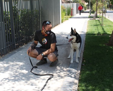 Modulo de adiestramiento canino