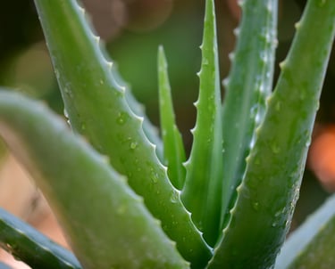 Aloe houseplant