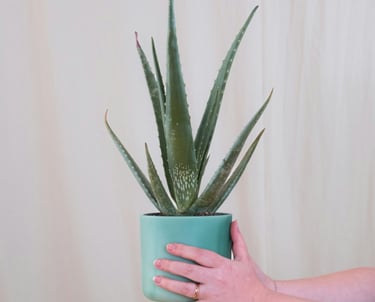 Aloe Vera plant