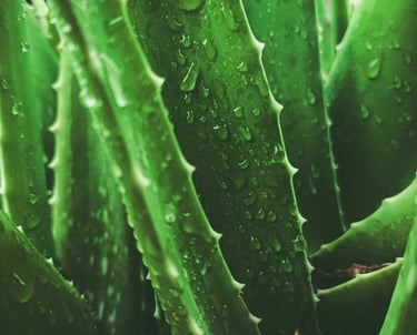 Aloe houseplant