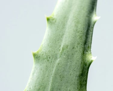 Aloe houseplant