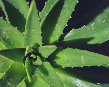 Aloe houseplant