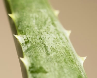 Aloe Vera plant close up