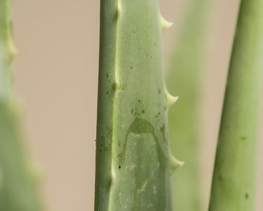 Aloe Vera leaf close up