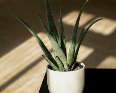 Aloe Vera pot plant