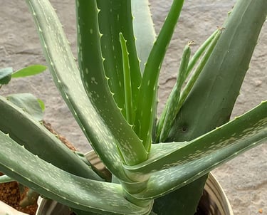 Aloe Vera plant