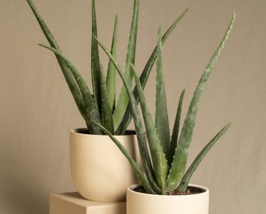 Aloe vera potted plants