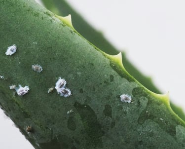 Mealy bugs on Aloe Vera plant