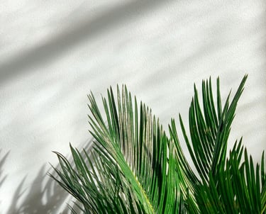 Palm plant in bright diffused lighting