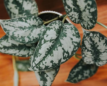 Scindapsus Silver Queen