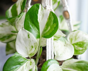 Epipremnum Happy Leaf