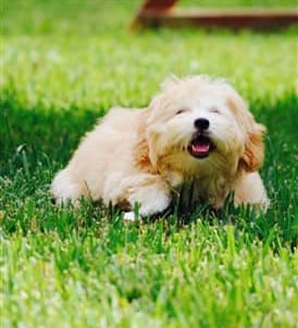 cafe au lait maltipoo playin in the green field