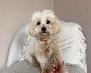 maltipoo-is-hyper